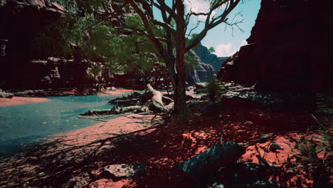 árboles cerca del río colorado en el gran cañón