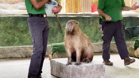 capybara, hydrochoerus hydrochaeris는 원스 어폰 어 리버 앳 싱가포르 강 불가사의, 사파리 동물원, 만다이 야생 동물 보호 구역에서 그 옆에 있는 트레이너와 함께 무대에서 지속적으로 우적우적 먹고 있습니다.