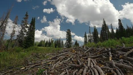 a scattered accumulation of logs in the midst of the evergreen forest - timelapse