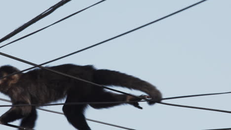 Mono-Balanceándose-En-Un-Cable-Eléctrico-Mientras-Cruza-El-Marco,-En-Cámara-Lenta