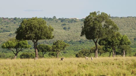 slow motion of cheetah family walking in long savanna grass in masai mara, kenya, africa, african wildlife safari animals in maasai mara, amazing beautiful animal in savannah landscape scenery