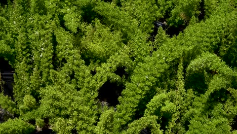 hermoso arbusto verde de espárragos densiflorus o helecho de cola de zorro