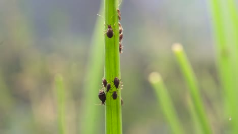 colony of aphid aphidoidea pest on chive herbs in garden