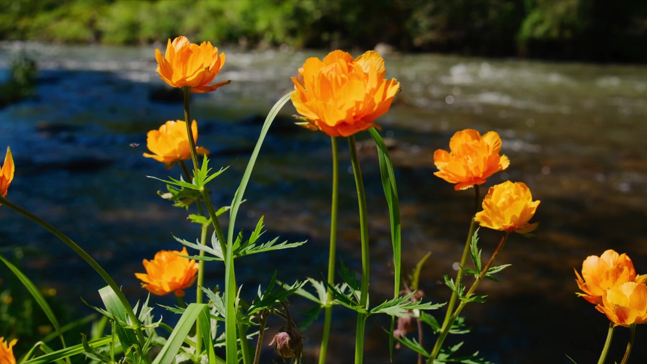 Vibrant orange flowers bloom near rushing water. Sunlight highlights petals and green stems. Gentle breeze sways flowers slightly. Background shows blurred river and greenery. Ideal for nature, travel