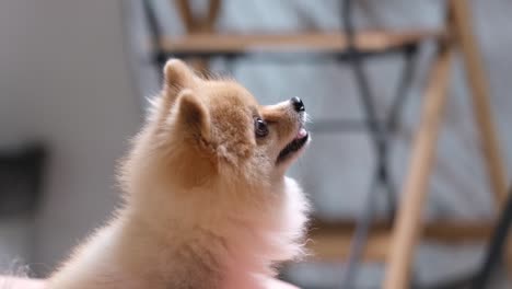 4k video, cute pomeranian breed circle roll over spin around. active pet turn around roll command. slow motion dog purebred in home and sitting excited dog for feed snack from owner given