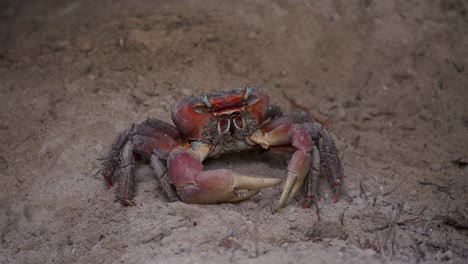 wild-mud-crab-in-Seychelles-filmed-close-up-in-the-jungle