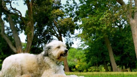perro descansando en el parque