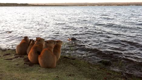lago paranoa en brasilia al anochecer, con un grupo de capíbaras en el borde del agua