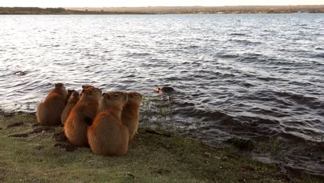 paranoa lake in brasilia at dusk, with a group of capybaras on the edge of water