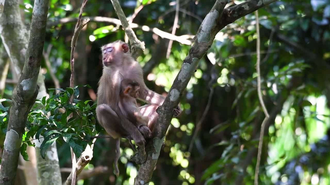 el macaco de cola de cerdo del norte es un primate que se encuentra comúnmente en el parque nacional de khao yai, aunque es una especie vulnerable