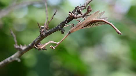 heterochaetula straminea, mantis, imágenes de 4k