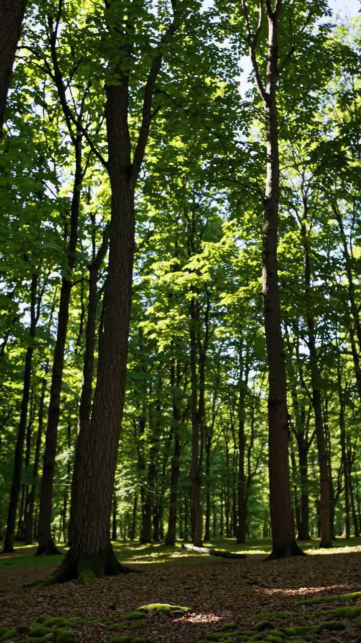 Ripresa video verticale di una foresta verde lussureggiante con alberi alti e la luce del sole che filtra attraverso le foglie