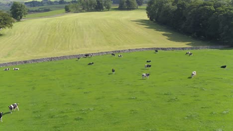 slow moving drone footage panning around a cattle field in the rural north yorkshire countryside, uk on a beautiful, sunny day