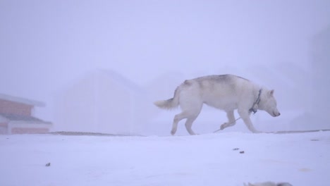 Perro-De-Trineo-En-Cámara-Lenta-Caminando-En-Una-Tormenta-De-Nieve-En-Las-Afueras-De-Ilulissat,-Groenlandia