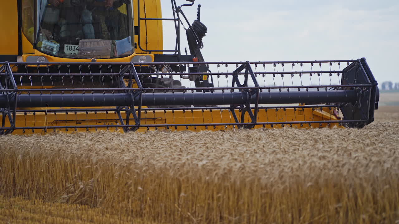 Harvesting of field with combine. Farm combine harvesting ripe yellow wheat on farm