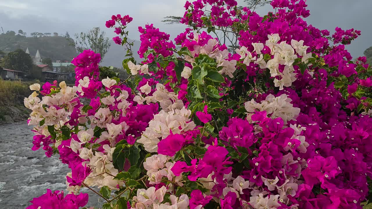 Purple and White Flowers by River on Rainy Day, Close Up. Boquete Flower and Coffee Fair, Panama