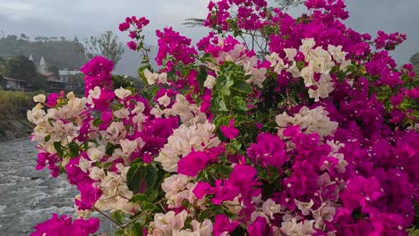 purple and white flowers by river on rainy day, close up. boquete flower and coffee fair, panama