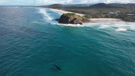 Humpback-Whale-Swimming-And-View-Of-Norries-Headland-In-New-South-Wales,-Australia---aerial-shot