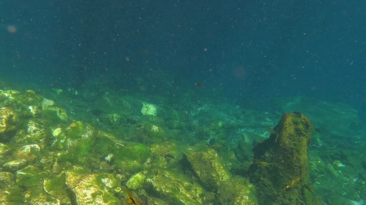 Ripresa subacquea di cenote, pesci e acqua cristallina.