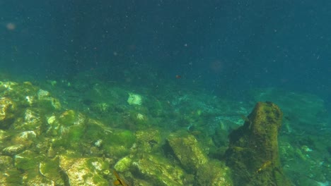 Cenote-Underwater-Shot,-Fish-and-Crystal-Clear-Water