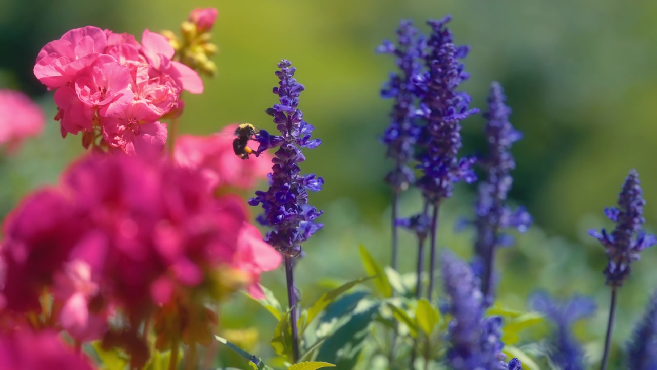 Un bombo che raccoglie nettare da fiori viola in un giardino.