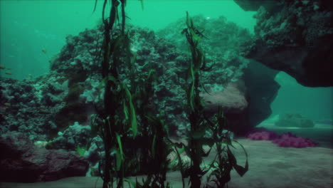 underwater scene with coral reef and seaweed