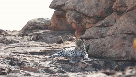 wide shot of an african leopard lying on rocks surveying its surroundings, mashatu game reserve, botswana