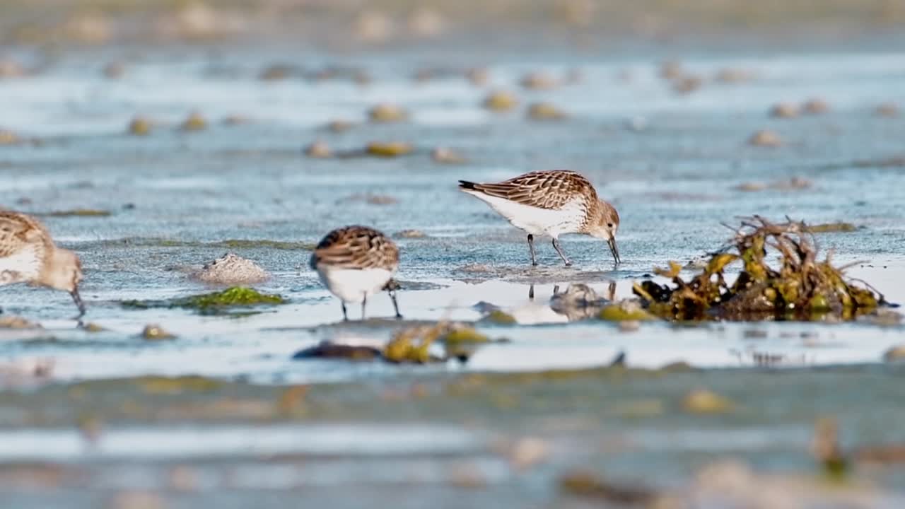 Cinematic wildlife footage of a Little Stint (Calidris minuta) feeding at sunrise on a tidal flat in a western Norwegian fjord, captured in golden hour light