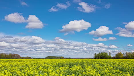rolling fluffy clouds over rapeseed field on bright sunny day