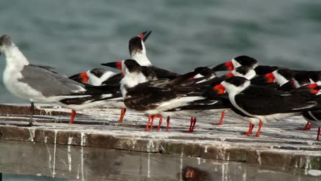 pájaros largos 29
