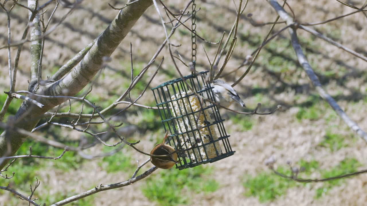 carolina wren y un titmouse copetudo compartiendo una comida en un comedero para pájaros sebo durante finales de invierno en carolina del sur