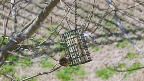 Carolina-Wren-Y-Un-Titmouse-Copetudo-Compartiendo-Una-Comida-En-Un-Comedero-Para-Pájaros-Sebo-Durante-Finales-De-Invierno-En-Carolina-Del-Sur