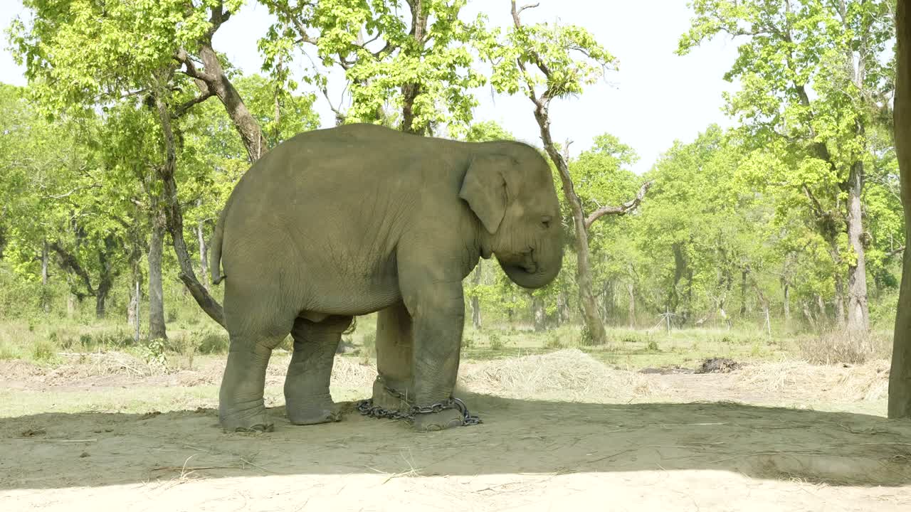 un bebé elefante está encadenado en la granja del parque nacional de chitwan, nepal.