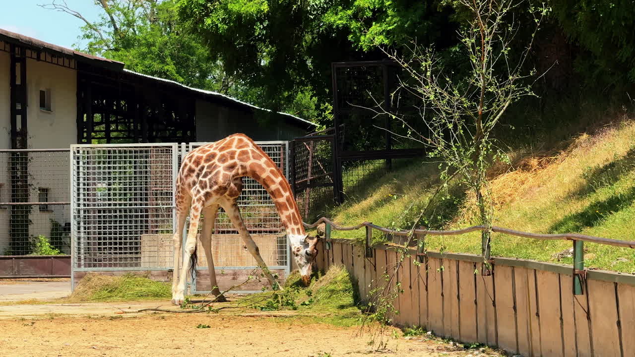 Giraffe grazing in a sunny zoo enclosure. A giraffe bends low to nibble on leaves in a zoo enclosure on a bright, sunny day, surrounded by greenery