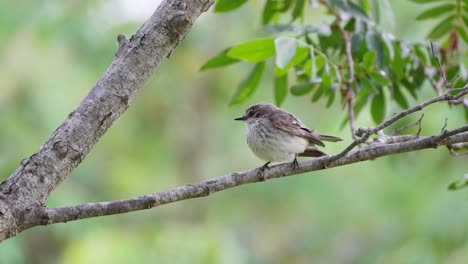 Süßer-Scharlachroter-Fliegenschnäpper,-Der-Auf-Einem-Ast-Thront-Und-Mit-Dem-Schwanz-Wedelt