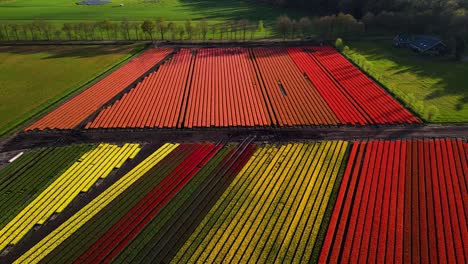 aerial view of a colorful tulip field