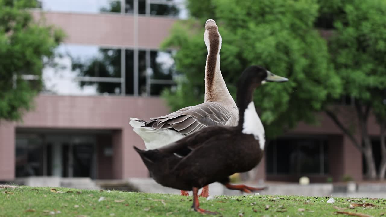Swan goose stands on a park lawn near an office building, back view. Static telephoto shot with soft bokeh captures urban wildlife behavior and clean copy space