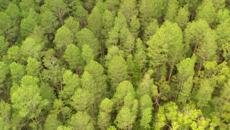 Aerial-overhead-tilt-up-reveal-shot-of-a-forest-of-pines-in-Land-O'Lakes-in-Florida