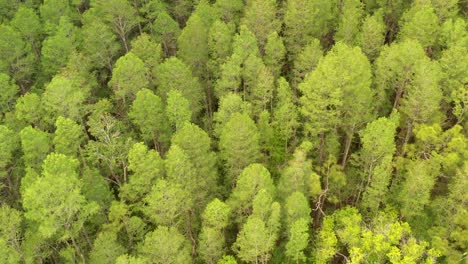 Antena-Inclinada-Hacia-Arriba-Revela-La-Toma-De-Un-Bosque-De-Pinos-En-Land-O&#39;Lakes-En-Florida