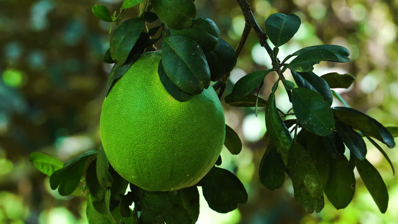 fruta de pomelo verde brillante en el árbol en la selva vietnamita