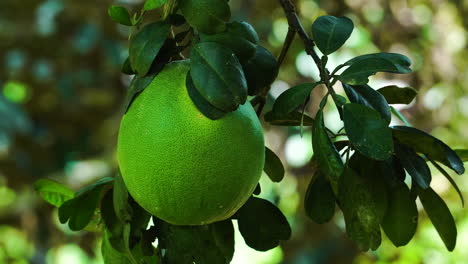 Hellgrüne-Pomelo-Frucht-Am-Baum-Im-Vietnamesischen-Dschungel