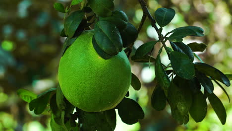 bright green pomelo fruit on tree in vietnamese jungle