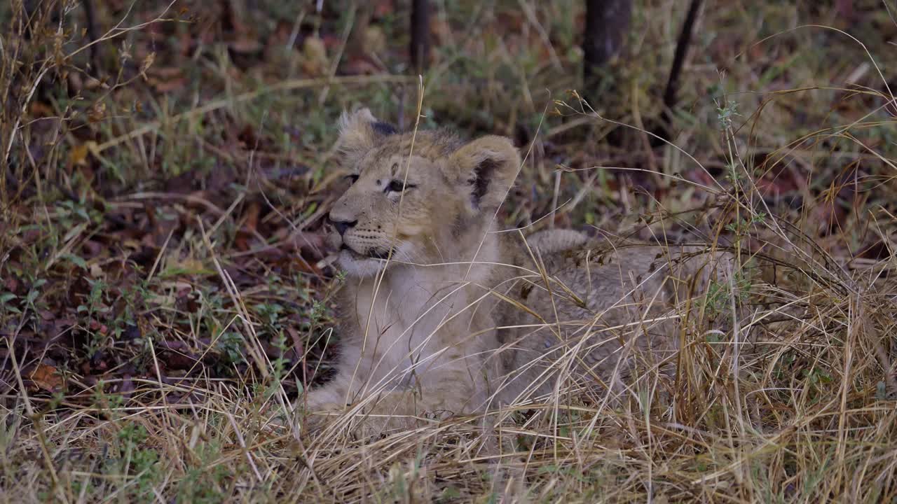 een leeuwenkind ligt in het gras in zuid-afrika en verstopt zich voor de regen.