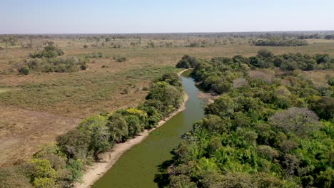 estanque pantanal con aglomeración de caimanes debido a la sequía en la región