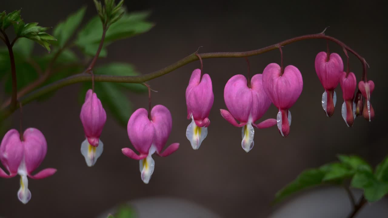 Pink bleeding hearts flowers hang with a shallow depth of field