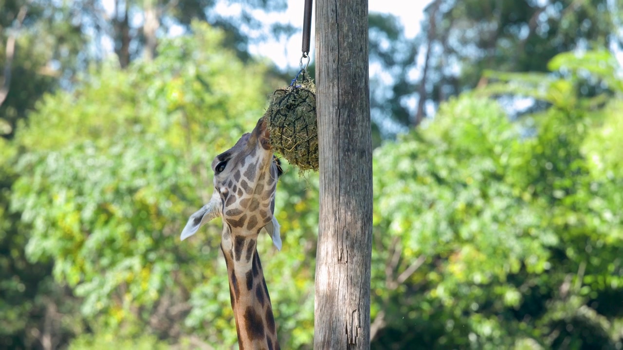 Una giraffa allunga il collo per mangiare fieno da una rete di arricchimento sospesa all'aperto