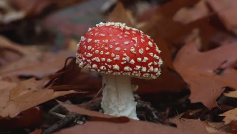 Fly-Agaric-Toadstool,-Amanita-muscaria,-growing-amongst-leaves-on-woodland-floor