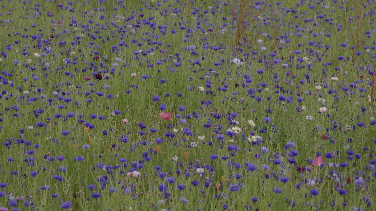 Wide panning shot right to left of blue cornflowers in grass