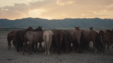 wild horses at sunset