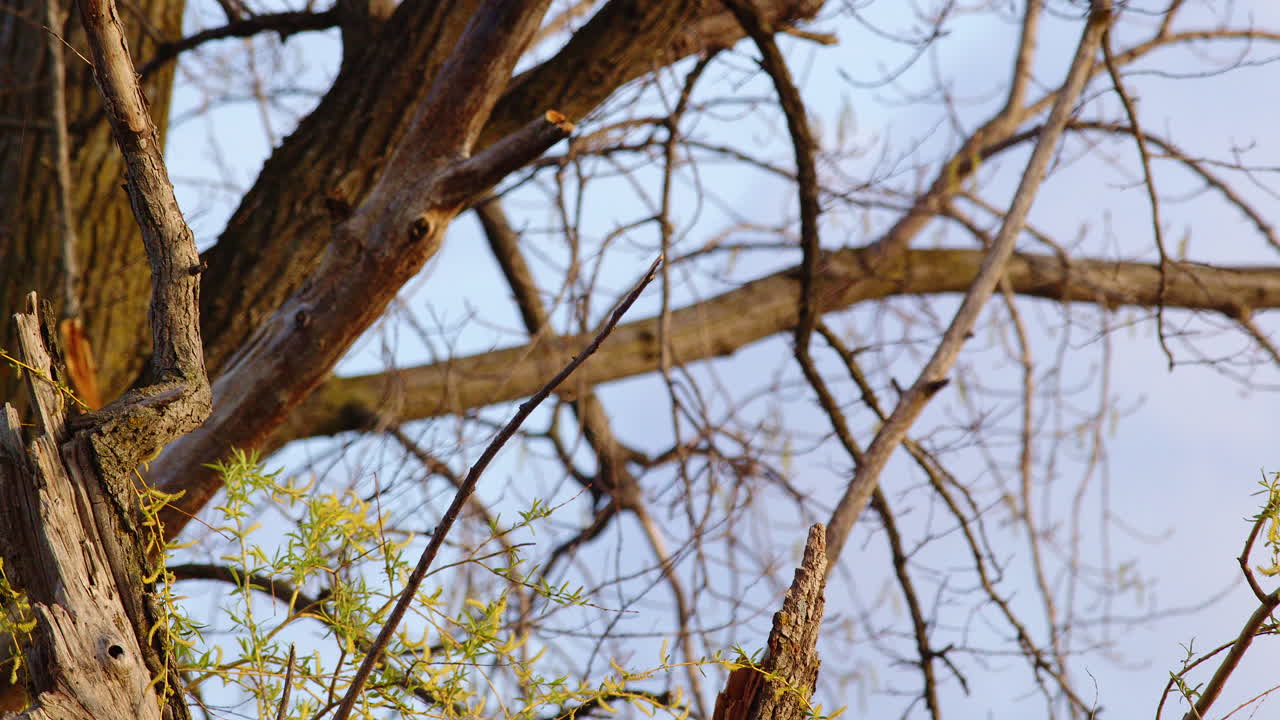 Artistic slow motion footage of purple martins flying in complex mating patterns.